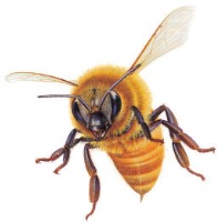 تشخیص 200 نمونه بیماری زنبور عسل در آزمایشگاه تخصصی موسسه رازی