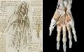 شگفتی دانشمندان از دقت بی‌نظیر داوینچی در نقاشی‌های پزشکی