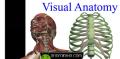 ساختمان بدن انسان با Visual Anatomy v3.3