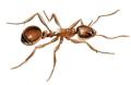 مورچه ها،رفتارشناسی و آناتومی