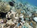 آلودگی هوا رشد مرجان‌ها را کاهش می دهد