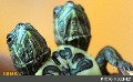 تولد لاک‌پشت‌ دو سر در باغ وحش «سان‌آنتونیو»