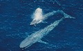 شناخت فرایند پیری در انسان با بررسی نهنگ های برنزه شده