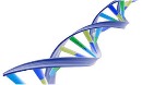 کشف پروتئین مسئول تقسیم ورشد DNA