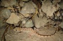شناسایی گونه جدیدی از خزندگان در پارک ملی نای بند