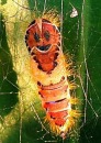 حشراتی با لکه های طبیعی شبیه صورت انسان + عکس