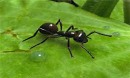 تغییر شیوه زندگی مورچه‌ها با افزایش سن