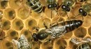 زنبورها میزان آلودگی هوا را می‌سنجند