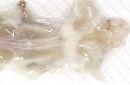 شفاف‌سازی کامل بدن موش برای نخستین‌بار