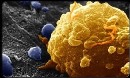 ساخت آنتی بیوتیک های جدید از میکروب های بدن انسان