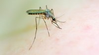 آزمایش موفق ترکیب دارویی جدید برای از بین بردن انگل مالاریا
