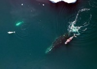 کشف ژن مسؤول طول عمر نهنگ‌های قطبی