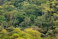 تاثیر جنگل‌های استوایی بر کاهش گرمای جهان