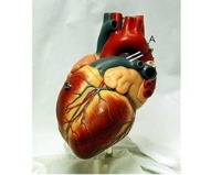 مدل سه بعدی قلب در دانشگاه امیرکبیر ساخته شد