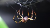 تولید مسکن‌های جدید از سم عنکبوت