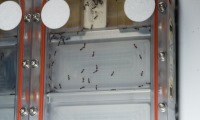 نمایش توانمندی مورچه ها در ایستگاه فضایی بین المللی