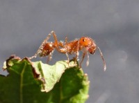 ربات‌های امدادگری که شبیه مورچه‌های آتشین عمل می‌کنند