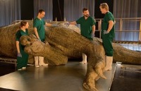 کالبدشکافی دایناسور 65 میلیون ساله در برنامه تلویزیونی