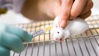 درمان موش‌های دیابتی غیرچاق با پیوند چربی قهوه‌ای