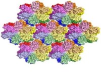 آشکارسازی ساختار گریزپای پروتئین موجود در ویروس اچ‌آی‌وی