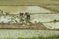 کشف فعال کننده سیستم ایمنی گیاه برنج
