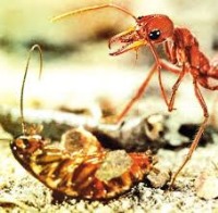 توانایی سوسک‌ها در تقلید از زبان مورچه‌ها