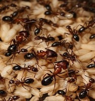 کشف نقش مفید مورچه‌ها در آفت‌کشی مزارع