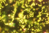 افزایش سرعت و کاهش هزینه تشخیص DNA نوعی انگل با نانوذرات طلا