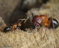 برنامه‌نویسی مجدد مغز مورچه‌ها برای تغییر رفتار اجتماعی
