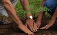 درختکاری؛ گامی مهم برای دستیابی به هوای پاک