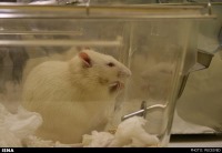 تولید نژاد جدید موش آزمایشگاهی برای اولین بار