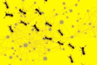 آشنایی با عملکرد شبکه‌های رایانه ای از روی رفتار مورچه ها