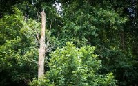 امکان استفاده از درختان آسیب‌دیده در دوران استراحت جنگل‌ها