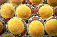 کشف ژن رشد سلول‌های چربی