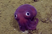 کشف یک ماهی مرکب با چشمانی عجیب