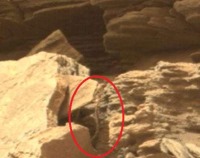 آیا واقعا مار در مریخ مشاهده شده است؟