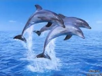 دلفین‌ها بیش از دیگر انواع حیوانات کار گروهی انجام می‌دهند