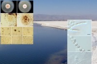 دو گونه قارچ جدید در دریاچه ارومیه