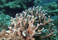 ضرورت پایش شیمی آب در زیستگاه‌های مرجانی