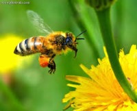 شناسایی 38 گونه جدید زنبور گرده‌افشان وحشی در ایران