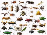 اشغال 70درصد جمعیت جانداران زمین،توسط حشرات!
