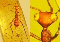 کشف حشره‌ای که 100 میلیون سال قبل زندگی می‌کرد