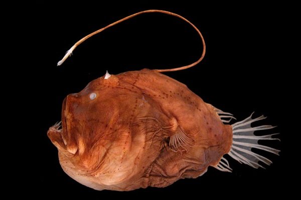 کشف راز نورافشانی زشت‌ترین ماهی دنیا