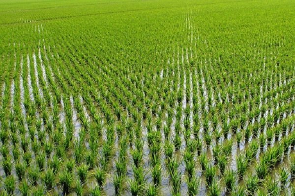 یافته جدید محققان؛ کاشت برنج مقصر دیگر گرمایش زمین