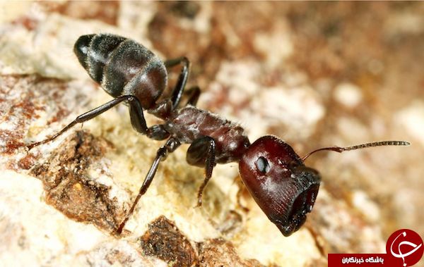 یک نوع مورچه جدید کشف شد