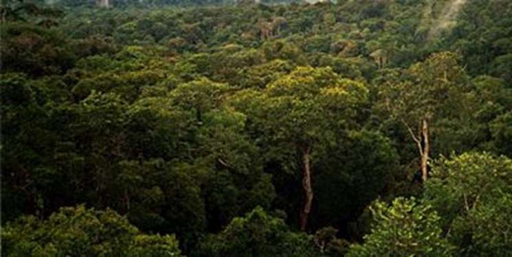 درختان جوان دی‌اکسید کربن را بهتر جذب می‌کنند