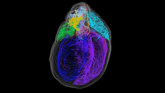تولید اولین نقشه سه‌بعدی نورون‌های قلب