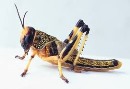 آشنایی با حیوانات- حشرات 34(ملخ)