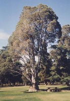 داستان درخت جنگل