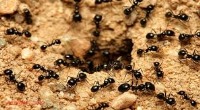 قلعه‌ی هزارپیچ مورچه ها